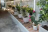 3 Bedroom House for rent in Haiya, Chiang Mai