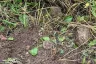 Land for sale in San Kamphaeng, Chiang Mai