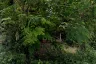 1 Bedroom House for sale in Nong Phueng, Chiang Mai
