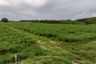 Land for sale in Makham Khu, Rayong
