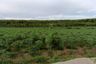 Land for sale in Makham Khu, Rayong