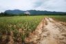 Land for sale in Nong Phlap, Prachuap Khiri Khan