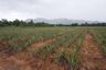 Land for sale in Nong Phlap, Prachuap Khiri Khan