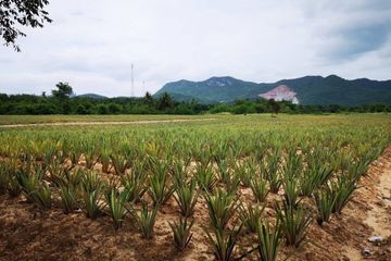 Land for sale in Nong Phlap, Prachuap Khiri Khan