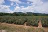 Land for sale in Nong Phlap, Prachuap Khiri Khan