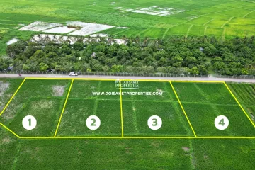 Land for sale in Pa Pong, Chiang Mai