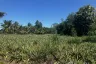 Land for sale in Thap Tai, Prachuap Khiri Khan