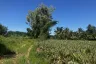 Land for sale in Thap Tai, Prachuap Khiri Khan