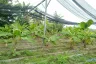 Land for sale in Ban Kat, Chiang Mai