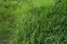 Land for sale in Sattahip, Chonburi