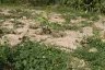 Land for sale in Tha Yang, Phetchaburi