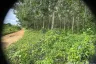 Land for sale in Thep Krasatti, Phuket