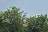 Land for sale in Ko Lanta Yai, Krabi
