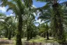 Land for sale in Na Toei, Phang Nga