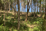 Land for sale in Pa Khlok, Phuket