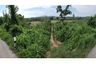 Land for sale in Don Sila, Chiang Rai