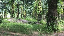 Land for sale in Lo Yung, Phang Nga