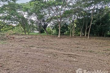 Land for sale in Tha Wang Tan, Chiang Mai