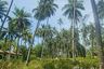 Land for sale in Lipa Noi, Surat Thani