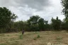 Land for sale in Sam Ngao, Tak
