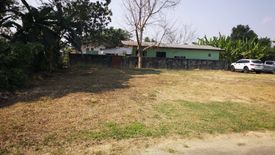 Land for sale in Tha Wang Tan, Chiang Mai