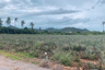 Land for sale in Wang Phong, Prachuap Khiri Khan