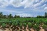 Land for sale in Pong, Chonburi