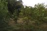 Land for sale in Tha Takiap, Chachoengsao