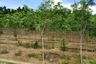 Land for sale in Thai Mueang, Phang Nga