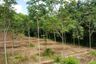 Land for sale in Thai Mueang, Phang Nga