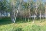Land for sale in Choeng Thale, Phuket