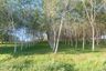Land for sale in Choeng Thale, Phuket