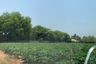 Land for sale in Nong-Kham, Chonburi