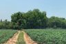 Land for sale in Nong-Kham, Chonburi