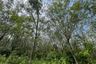 Land for sale in Khok Kloi, Phang Nga