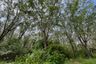 Land for sale in Khok Kloi, Phang Nga