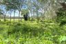 Land for sale in Thep Krasatti, Phuket