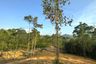 Land for Sale or Rent in Kalai, Phang Nga
