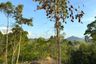 Land for Sale or Rent in Kalai, Phang Nga