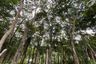 Land for sale in Choeng Thale, Phuket