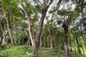 Land for sale in Choeng Thale, Phuket