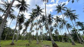 Land for sale in Khok Kloi, Phang Nga