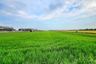 Land for sale in Bueng Yitho, Pathum Thani