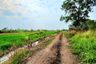 Land for sale in Bueng Yitho, Pathum Thani