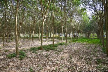 Land for sale in Samnak Thong, Rayong