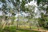 Land for sale in Khok Kloi, Phang Nga