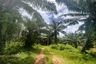 Land for sale in Nong Thale, Krabi