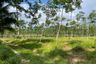 Land for sale in Thai Mueang, Phang Nga
