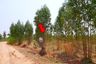 Land for sale in Khok Sung, Chaiyaphum