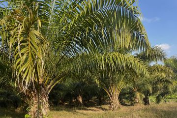 Land for sale in Kalai, Phang Nga